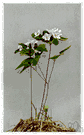 Anemonella thalictroides - woodland flower native to eastern North America having cup-shaped flowers reminiscent of anemone but more delicate