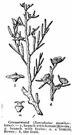 black greasewood - low hardy much-branched spiny shrub common in alkaline soils of western America