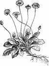 common daisy - low-growing Eurasian plant with yellow central disc flowers and pinkish-white outer ray flowers