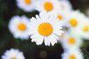 English daisy - low-growing Eurasian plant with yellow central disc flowers and pinkish-white outer ray flowers