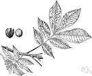 Carya glabra - an American hickory tree having bitter nuts