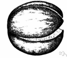 king nut hickory - hickory of the eastern United States resembling the shagbark but having a much larger nut