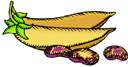manila bean - a tuberous twining annual vine bearing clusters of purplish flowers and pods with four jagged wings