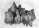 tooth fungus - a fungus of the family Hydnaceae
