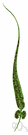 walking leaf - ferns having lanceolate fronds that root at the tip