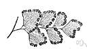 glory fern - named for a country house in Barbados where it was discovered