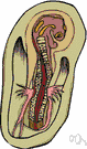 splanchnic - relating to or affecting the viscera