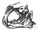 maxillomandibular - relating to the upper and lower jaws