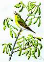 yellowthroat
