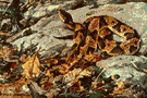 Micrurus - coral snakes