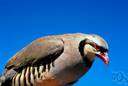 Alectoris - a genus of Perdicidae