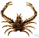 European spider crab - a large spider crab of Europe