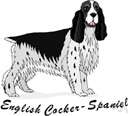 spaniel - any of several breeds of small to medium-sized gun dogs with a long silky coat and long frilled ears