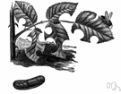 leaf-cutter - bee that cuts rounded pieces from leaves and flowers to line its nest