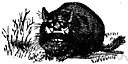 Lagostomus maximus - gregarious burrowing rodent larger than the chinchillas