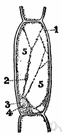 cytol - the protoplasm of a cell excluding the nucleus