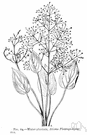 Alismatidae - one of four subclasses or superorders of Monocotyledones