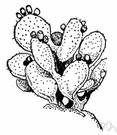 Opuntia tuna - tropical American prickly pear of Jamaica