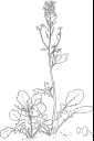 genus Barbarea - biennial or perennial herbs of north temperate regions: winter cress