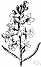 genus Barbarea - biennial or perennial herbs of north temperate regions: winter cress