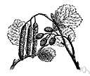 green alder - shrub of mountainous areas of Europe