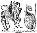 tropical pitcher plant - any of several tropical carnivorous shrubs or woody herbs of the genus Nepenthes