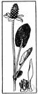 Micromeria douglasii - trailing perennial evergreen herb of northwestern United States with small white flowers