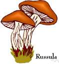 genus Russula