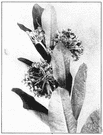milkweed family - widely distributed family of herbs and shrubs of the order Gentianales