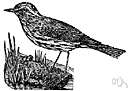 water thrush