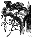 genus Basiliscus - a reptile genus of Iguanidae