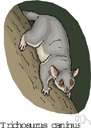 Trichosurus - a genus of Phalangeridae