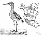 Catoptrophorus - willet