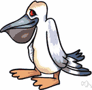 Pelecanidae - pelicans