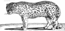 Panthera uncia - large feline of upland central Asia having long thick whitish fur