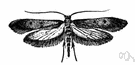 casemaking clothes moth - the larvae live in tubes of its food material fastened with silk that it spins