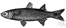 Mugil - type genus of the Mugilidae: mullets