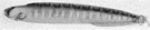genus Pholis - type genus of the Pholidae: gunnels