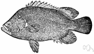 Atlantic tripletail - tripletail found from Cape Cod to northern South America