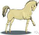 white horse
