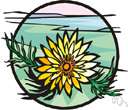 class Magnoliopsida - comprising seed plants that produce an embryo with paired cotyledons and net-veined leaves