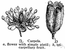 compound pistil - consists of two or more fused carpels