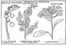 false bugbane - tall perennial of the eastern United States having large basal leaves and white summer flowers