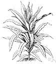 rose chestnut - handsome East Indian evergreen tree often planted as an ornamental for its fragrant white flowers that yield a perfume