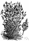 Esparcet - Eurasian perennial herb having pale pink flowers and curved pods