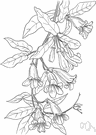 bignoniaceous - of or pertaining to or characteristic of plants of the family Bignoniaceae