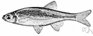 Notropis cornutus - the common North American shiner