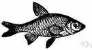 Notemigonus crysoleucas - shiner of eastern North America having golden glints