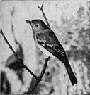 peewee - small olive-colored woodland flycatchers of eastern North America