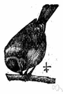 tomtit - widely distributed European titmouse with bright cobalt blue wings and tail and crown of the head
